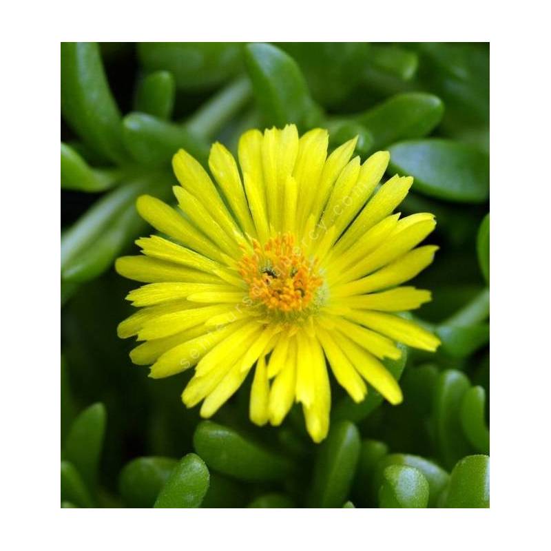 Delosperma nubigenum ex. linerae - Pourpier vivace jaune