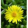 Delosperma nubigenum ex. linerae - Pourpier vivace jaune