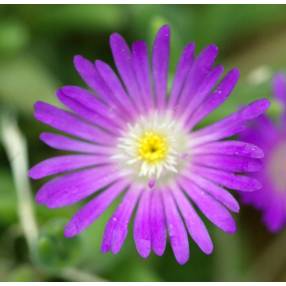 Delosperma aberdeenense - Pourpier vivace rose