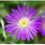 Delosperma aberdeenense - Pourpier vivace rose