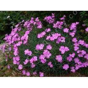 Dianthus corsicus - Oeuillet de Corse