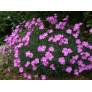 Dianthus corsicus - Oeuillet de Corse