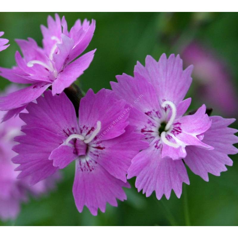 Dianthus corsicus - Oeuillet de Corse