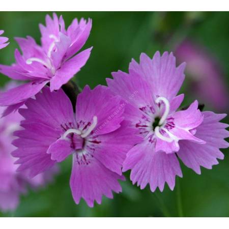 Dianthus corsicus - Oeuillet de Corse