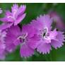 Dianthus corsicus - Oeuillet de Corse