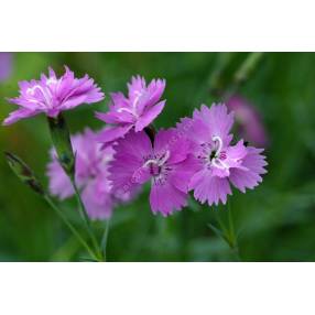 Dianthus corsicus - Oeuillet de Corse