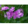 Dianthus corsicus - Oeuillet de Corse