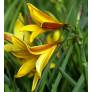 Hemerocallis dumortieri