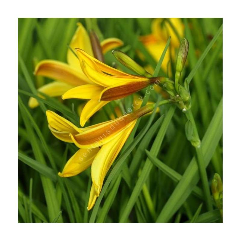 Hemerocallis dumortieri