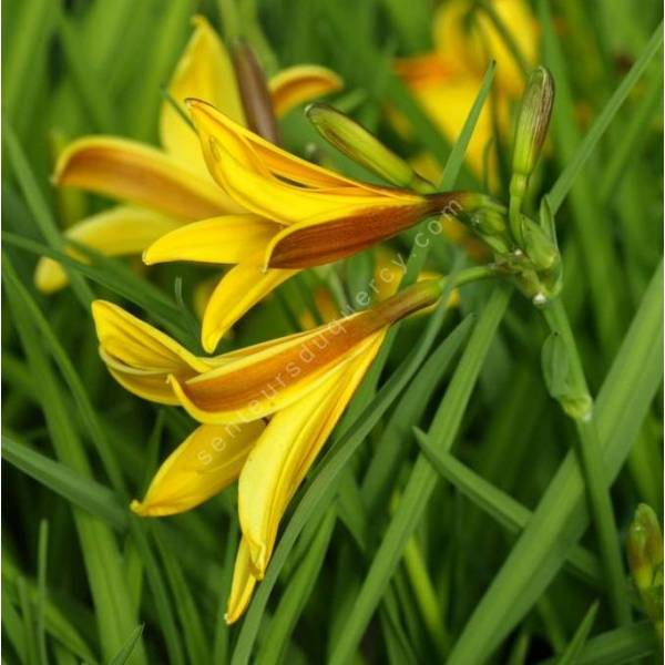 Hemerocallis dumortieri