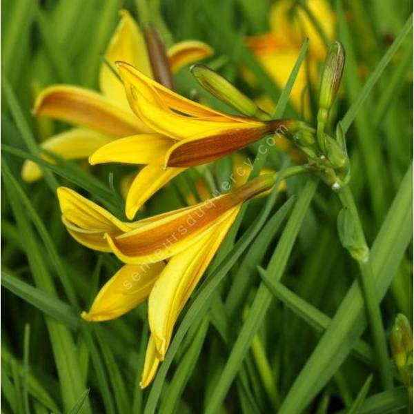 Hemerocallis dumortieri Hemerocallis dumortieri
