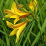 Hemerocallis dumortieri