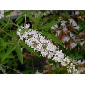 Vitex agnus-castus 'Alba' - Gattilier blanc, poivre des moines