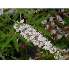 Vitex agnus-castus 'Alba' - Gattilier blanc, poivre des moines