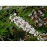 Vitex agnus-castus 'Alba' - Gattilier blanc, poivre des moines