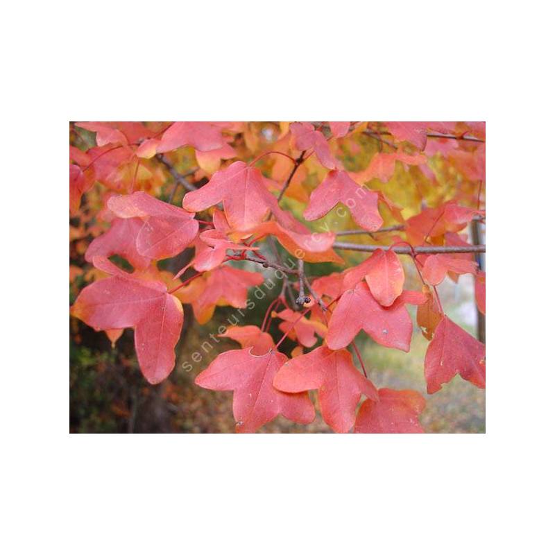 15 Semi Di Acero Di Montpellier – Acer Monspessulanum – Albero Ornamentale - Foto 2