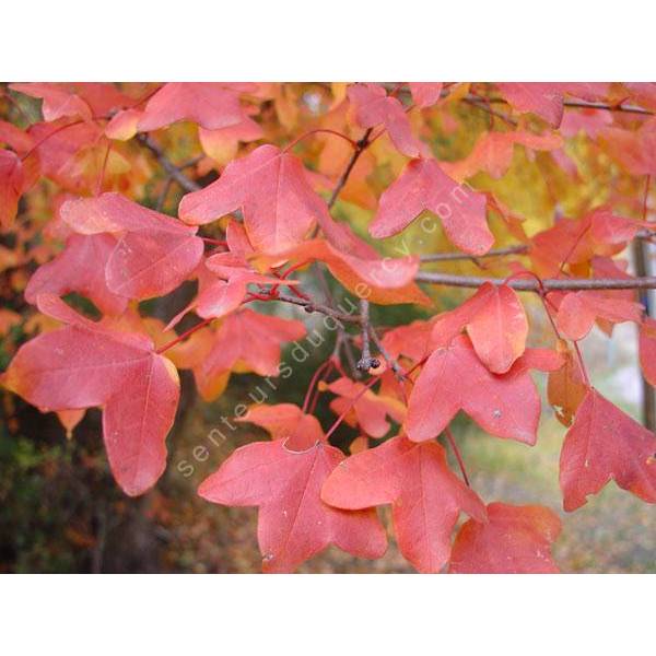 Erable de Montpellier Acer monspessulanum arbuste pour jardin sec — free download