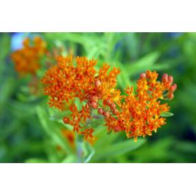 Asclepias tuberosa, Asclepiade tubéreuse