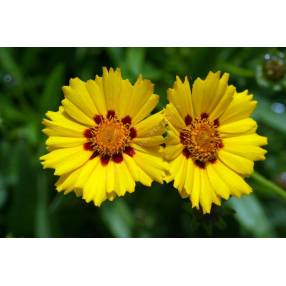 Coreopsis lanceolata 'Walter', Oeuil de jeune fille