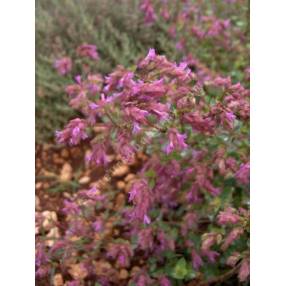 Origanum 'Bristol Cross'