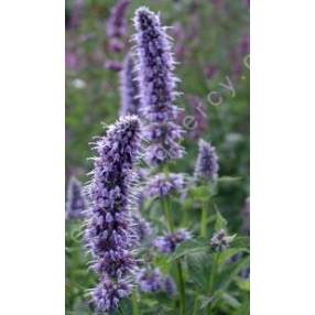 Agastache 'Blue Fortune' - Agastache anisée