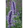 Agastache 'Blue Fortune' - Agastache anisée