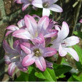 Campanula glomerata 'Caroline', Campanule glomérée