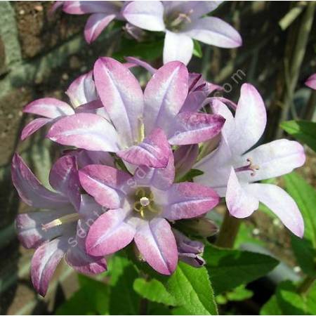 Campanula glomerata 'Caroline', Campanule glomérée