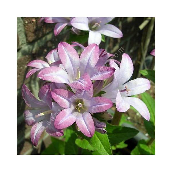 Campanula glomerata 'Caroline', Campanule glomérée