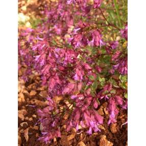 Origanum 'Bristol Cross'