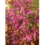 Origanum 'Bristol Cross'