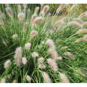 Pennisetum alopecuroides 'Compressum' - Herbe aux écouvillons