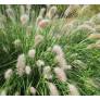 Pennisetum alopecuroides 'Compressum' - Herbe aux écouvillons