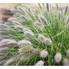 Pennisetum alopecuroides 'Herbstzauber' - Herbe aux écouvillons