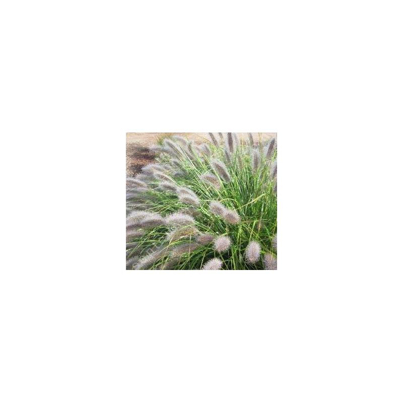 Pennisetum alopecuroides 'Herbstzauber' - Herbe aux écouvillons