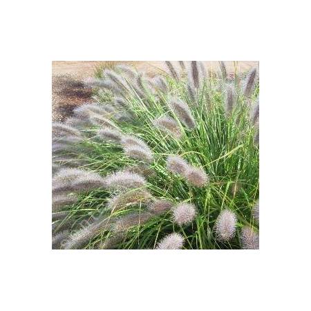 Pennisetum alopecuroides 'Herbstzauber' - Herbe aux écouvillons