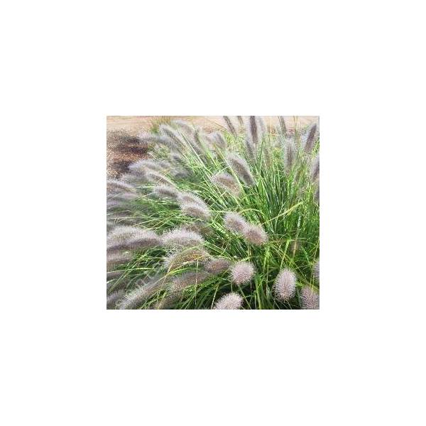 Pennisetum alopecuroides 'Herbstzauber' - Herbe aux écouvillons