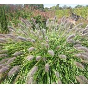 Pennisetum alopecuroides 'Red Head' - Herbe aux écouvillons