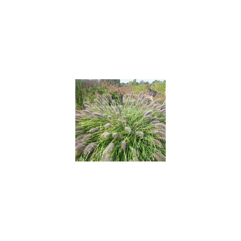Pennisetum alopecuroides 'Red Head' - Herbe aux écouvillons