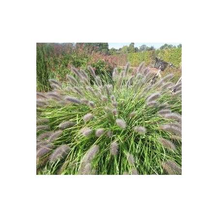 Pennisetum alopecuroides 'Red Head' - Herbe aux écouvillons