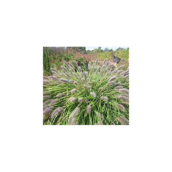 Pennisetum alopecuroides 'Red Head' - Herbe aux écouvillons