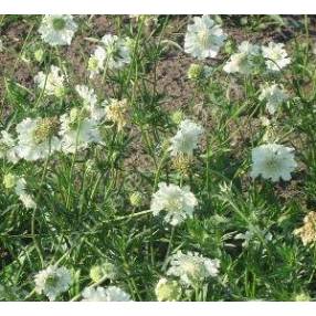 Scabiosa caucasica 'Miss E. Willmott' - Scabieuse du Caucase