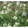 Scabiosa caucasica 'Miss E. Willmott' - Scabieuse du Caucase