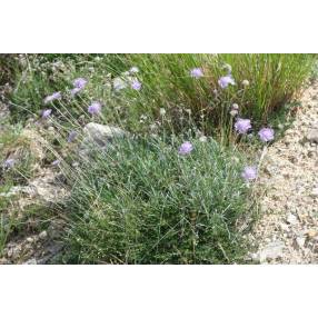 Scabiosa graminifolia - Scabieuse à feuille de graminée