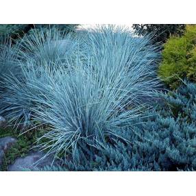 Helictotrichon sempervirens 'Pendula', Avoine Bleutée