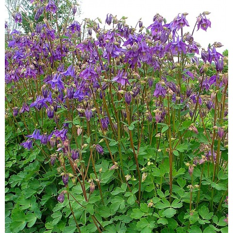 planter une ancolie