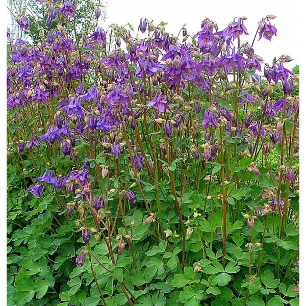 Aquilegia vulgaris - Ancolie commune