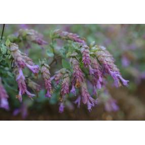 Origanum 'Bristol Cross'