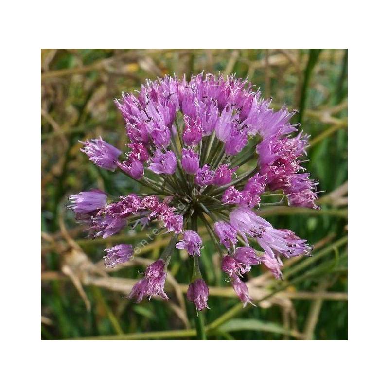 Allium nutans - Ail