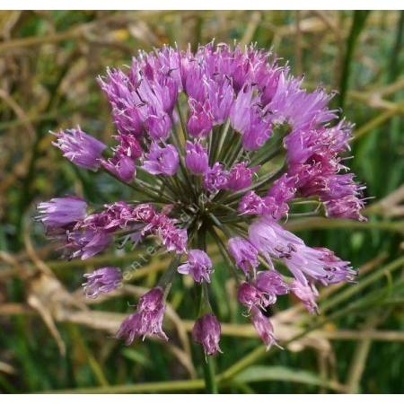 Allium pyrenaicum, Ail des pyrénées